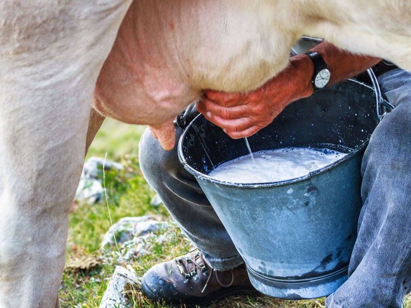 Коров’яче молоко. Як і з чим правильно пити